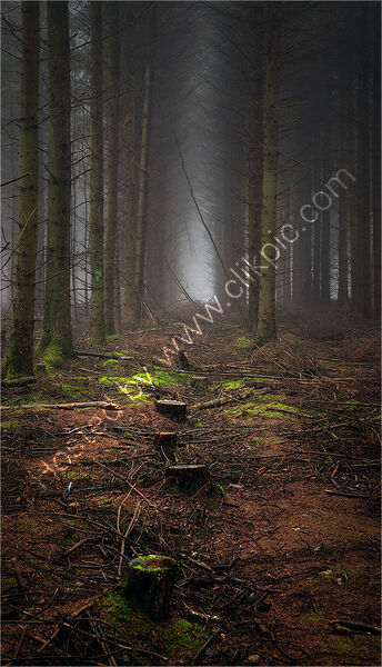 MISTY WOODLAND by Gavin Duxbury