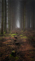 MISTY WOODLAND by Gavin Duxbury