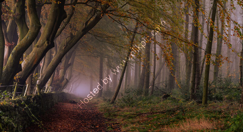 MISTY WOODS by David Willey