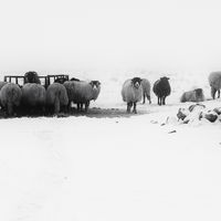 MIST AND SNOW by Michael Mears