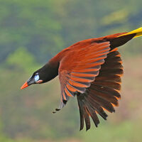 MONTEZUMA OROPENDOLA