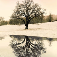 MORE FROST TONIGHT by Sue Swain