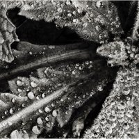 MORNING DEW MEETS WEED by Jim Connolly