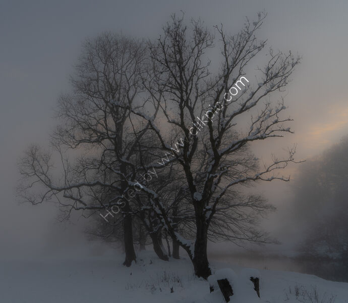 MORNING LIGHT by David Willey