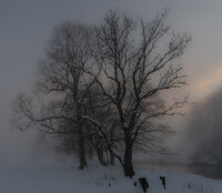 MORNING LIGHT by David Willey
