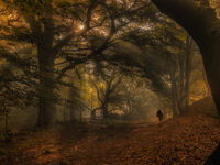 MORNING RAYS by Chris Jackson