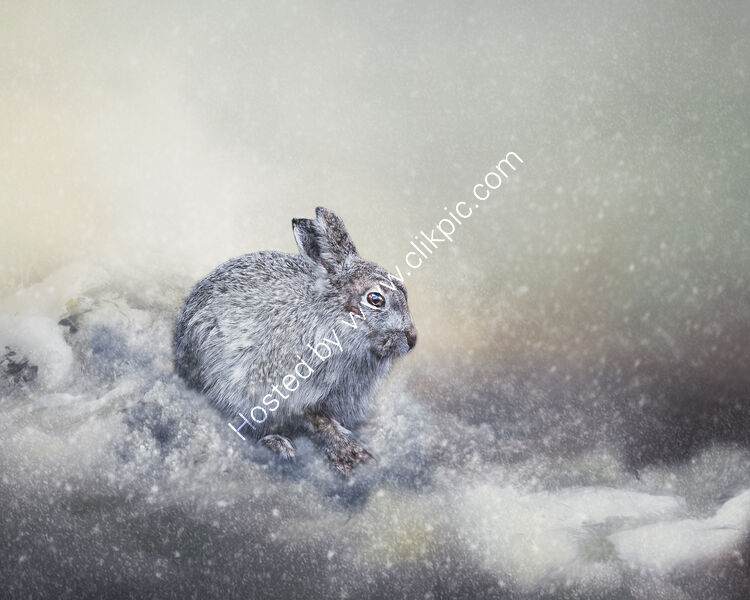 MOUNTAIN HARE FIRST FLURRY OF SNOW by Michelle Jackson