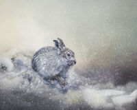 MOUNTAIN HARE FIRST FLURRY OF SNOW by Michelle Jackson