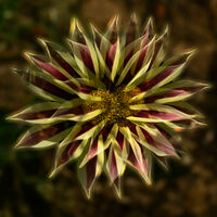 MULTIPLE EXPOSURE by Malcolm Sargent