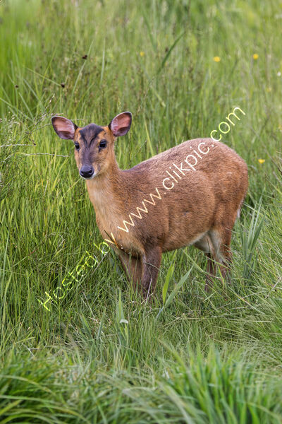 MUNTJAC DEER by Mike Arblaster