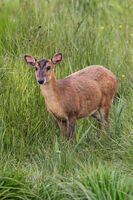 MUNTJAC DEER by Mike Arblaster
