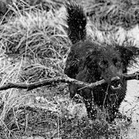 MURRAY LIKES THE WET by Stanley Annable
