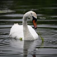 MUTE SWAN, SLIMBRIDGE by Sue Hubbard