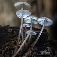 MYCENA by Christine Maughan
