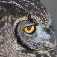 MY EYE IS ON YOU by Malcolm Neal