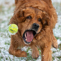 MY TENNIS BALL by Sarah Middleton