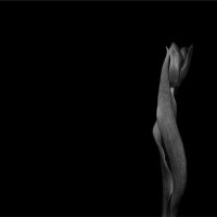NATURAL CURVES By Wayne Churchill