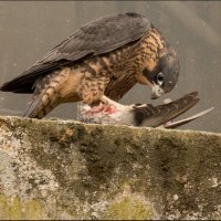 NEWLY FLEDGED PEREGRINE AT LUNCH by Stanley J Annable