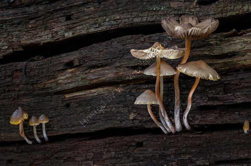 NEW LIFE ON DEAD WOOD by Christine Maughan