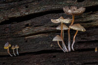 NEW LIFE ON DEAD WOOD by Christine Maughan