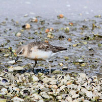 NEW ZEALAND DOTTEREL by Malcolm Neal