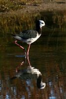 NEW ZEALAND PIED STILT by Ian Humphries