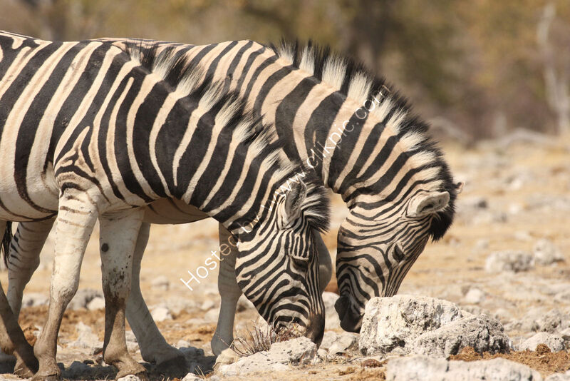 NOT MUCH TO EAT by Malcolm Neal