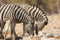 NOT MUCH TO EAT by Malcolm Neal