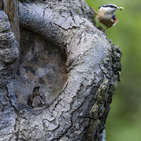 NUTHATCH ADULTS BUSY AT NEST by Stanley Annable