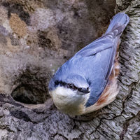 NUTHATCH AT NEST SITE by Stanley Annable