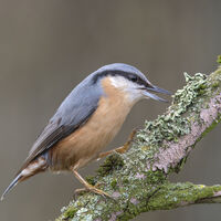 NUTHATCH FEEDING by Gillian Foulds