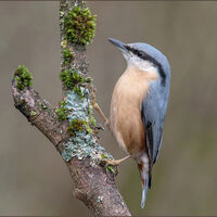 NUTHATCH FEEDING