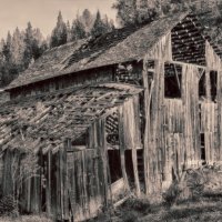 OLD BARN IN WOODS by Tony Barker