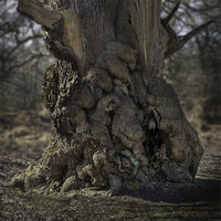 OLD OAK WITH BURL WOOD GROWTH by David Goodman