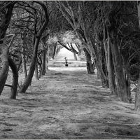 OLD YEW ARCHWAY by Sue Swain