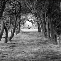 OLD YEW ARCHWAY by Sue Swain