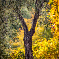 OLIVE TREE, AUTUMN VINEYARD by Ashley Franklin