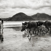 ONLY EYES FOR YOU by Jim Connolly