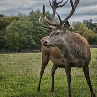 ON ALERT by Wayne Churchill