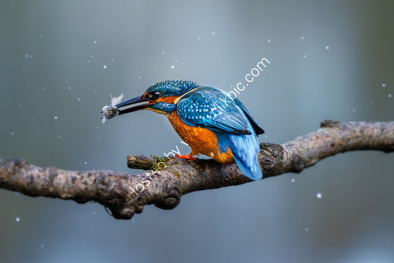 ON A COLD AND FROSTY MORNING by Michelle Jackson