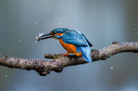 ON A COLD AND FROSTY MORNING by Michelle Jackson