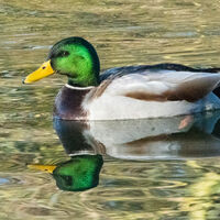 ON REFLECTION ITS A DUCK by Derrick Tuplin
