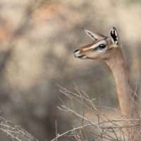 ON THE ALERT by Nigel Seale