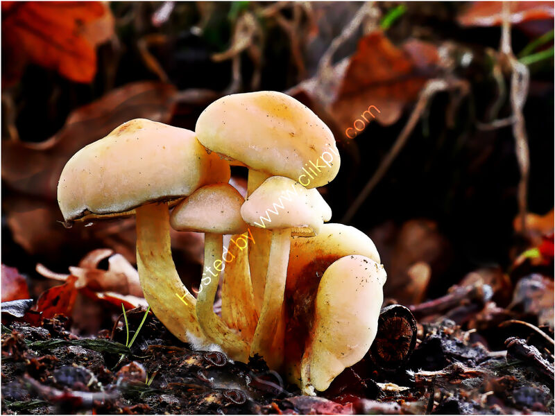 ON THE FOREST FLOOR by Phil Robinson