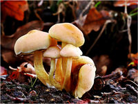 ON THE FOREST FLOOR by Phil Robinson