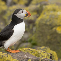 ON THE LOOKOUT by Malcolm Neal