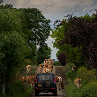 ON THE WAY FOR MILKING by Malcolm Sargent