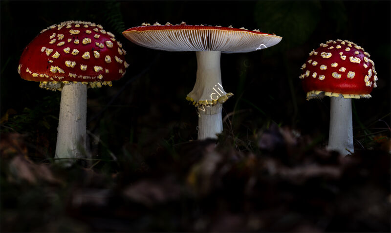 ON THE WOODLAND FLOOR by Christine Maughan
