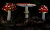 ON THE WOODLAND FLOOR by Christine Maughan