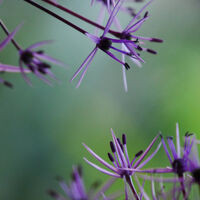 OPPOSING ALLIUMS by Alan Carr